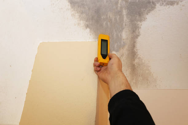 Best Mold Removal for HVAC Installations  in Pirtleville, AZ