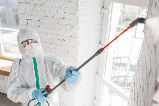 Mold Remediation for Vacation Homes in Pirtleville, AZ