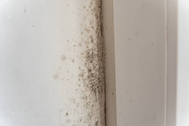 Best Mold Damage Restoration  in Pirtleville, AZ